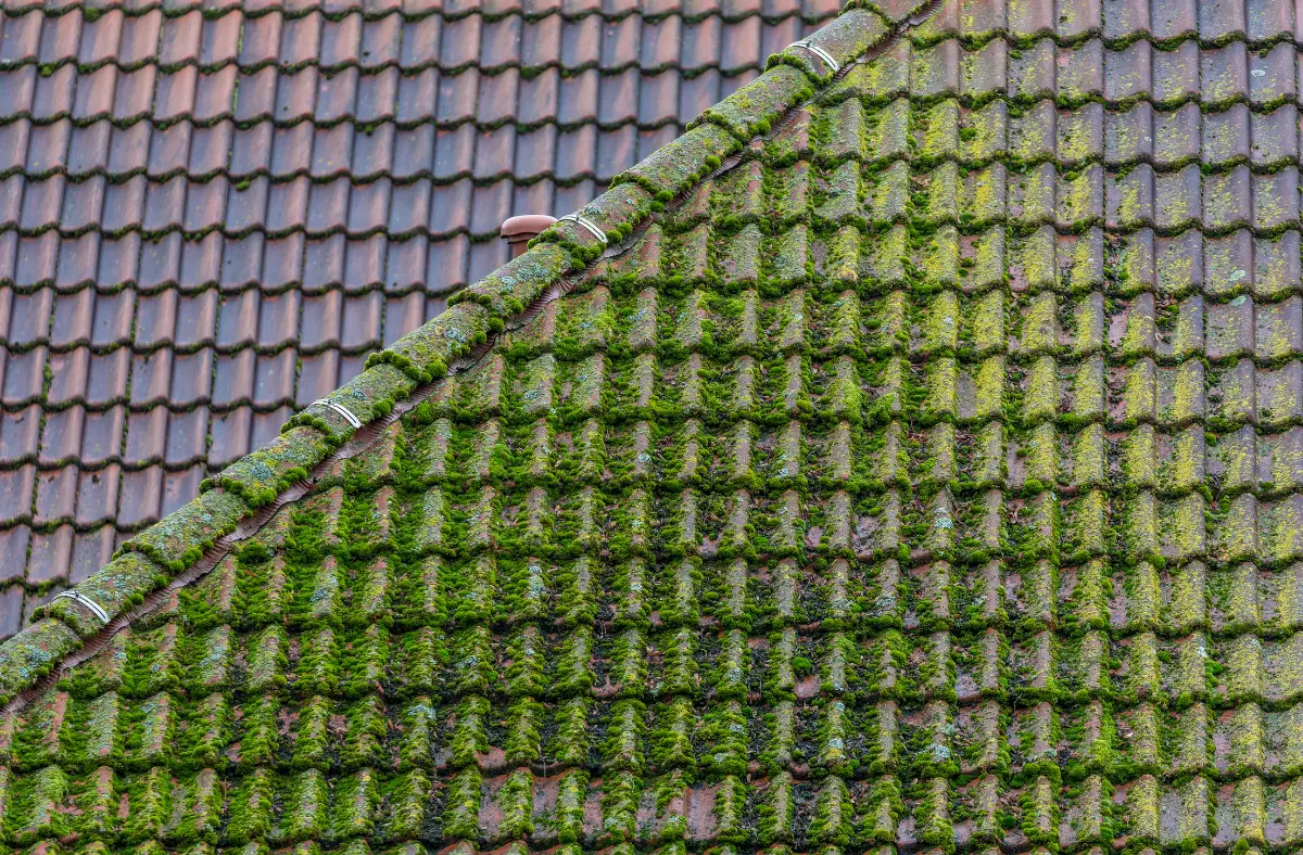 how to get rid of moss on your roof